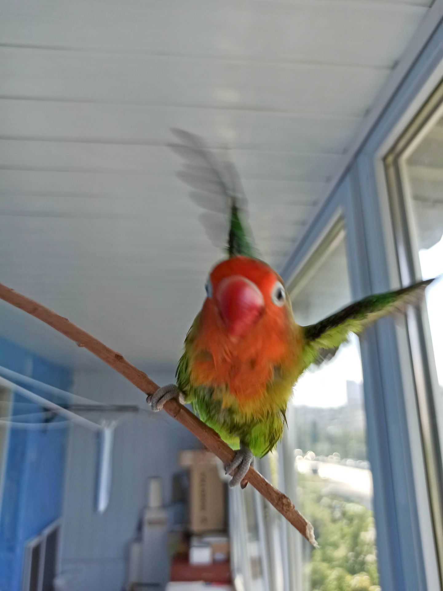 Парочка нерозлучників фішера