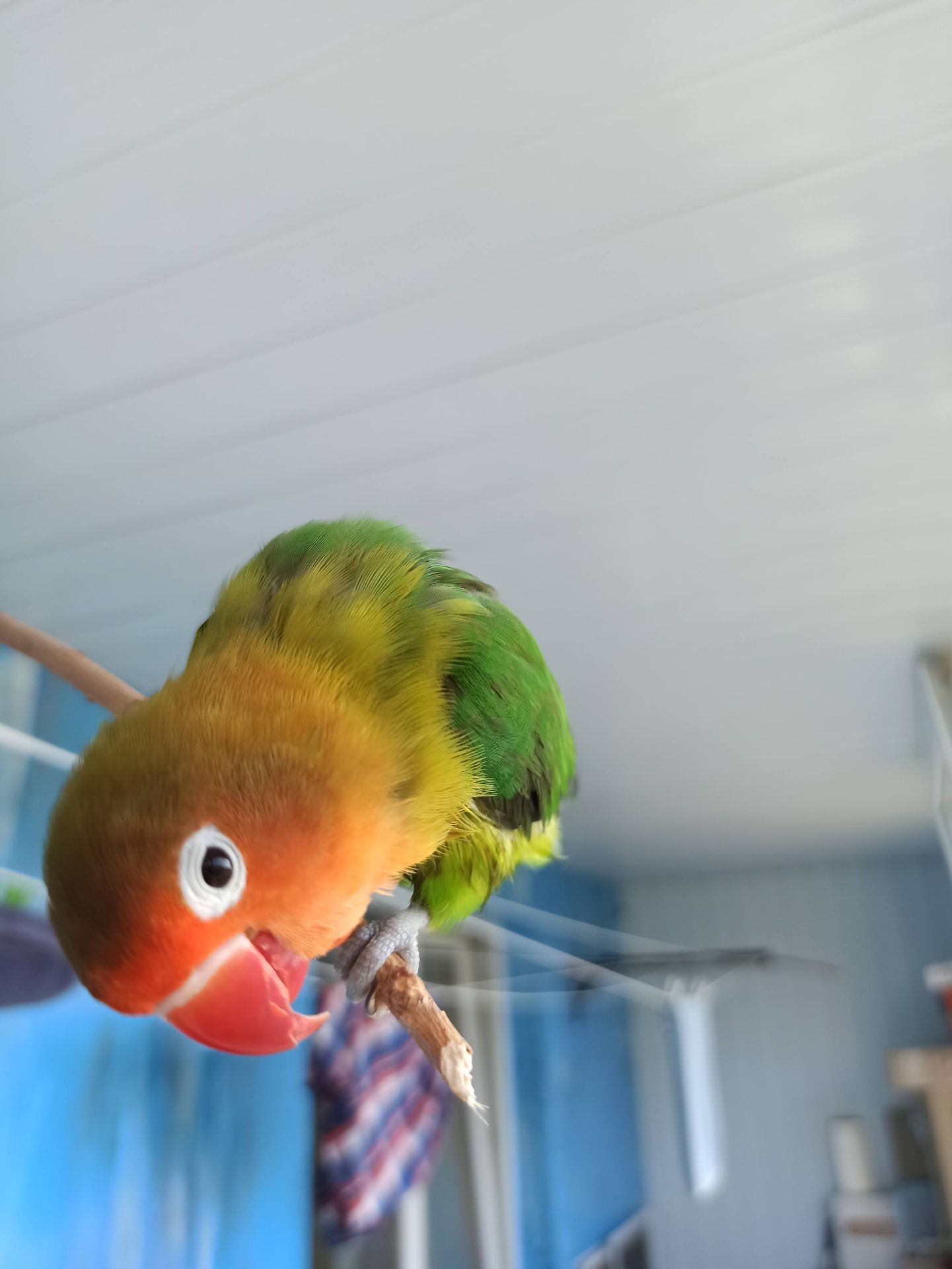 Парочка нерозлучників фішера