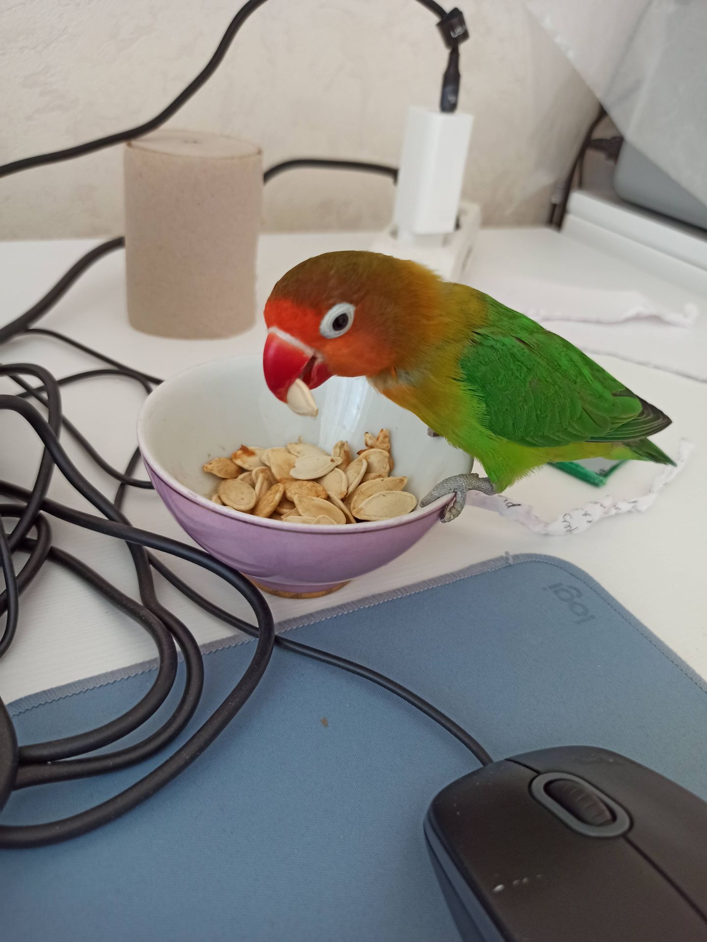 Парочка нерозлучників фішера