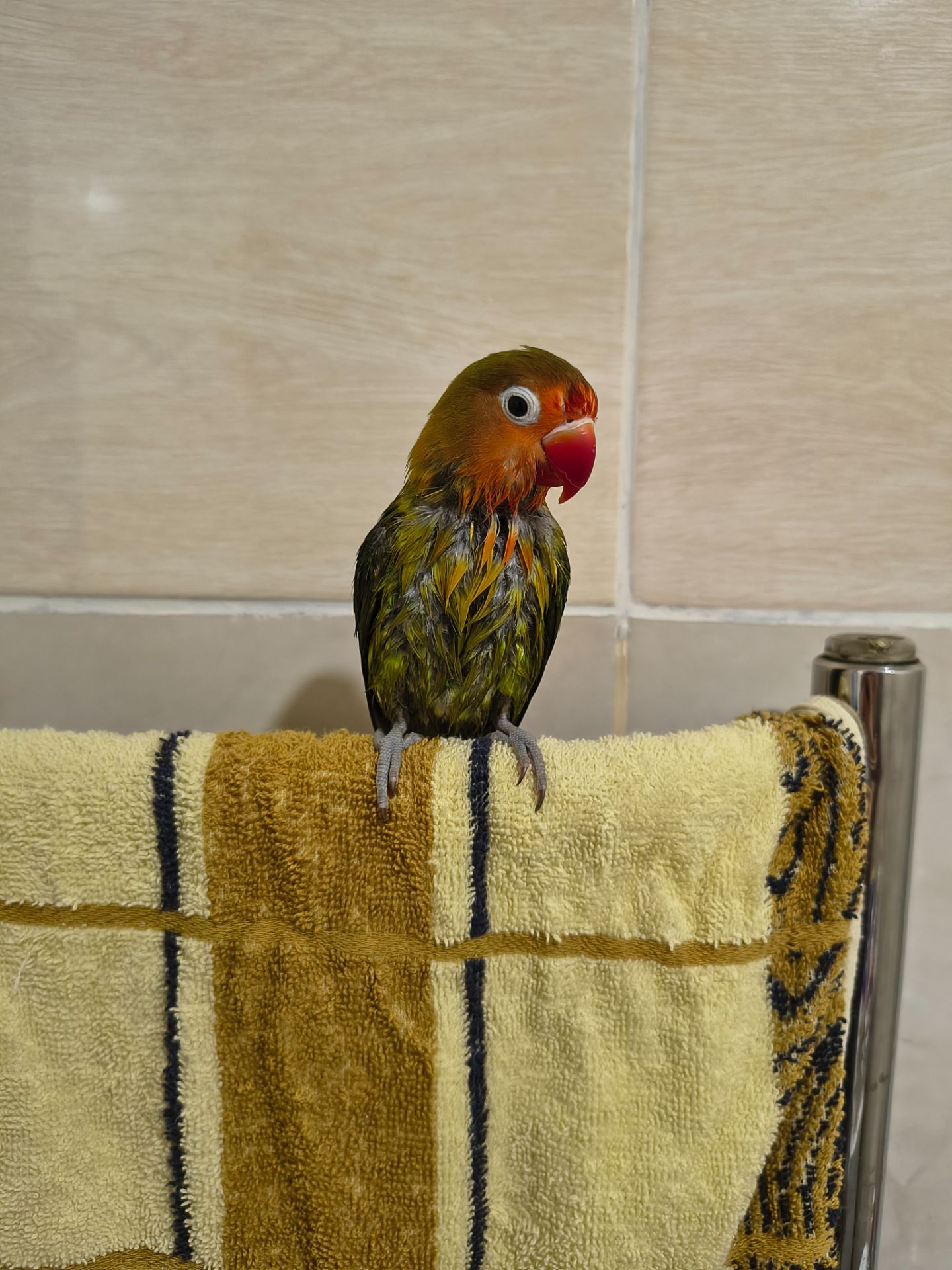 Парочка нерозлучників фішера