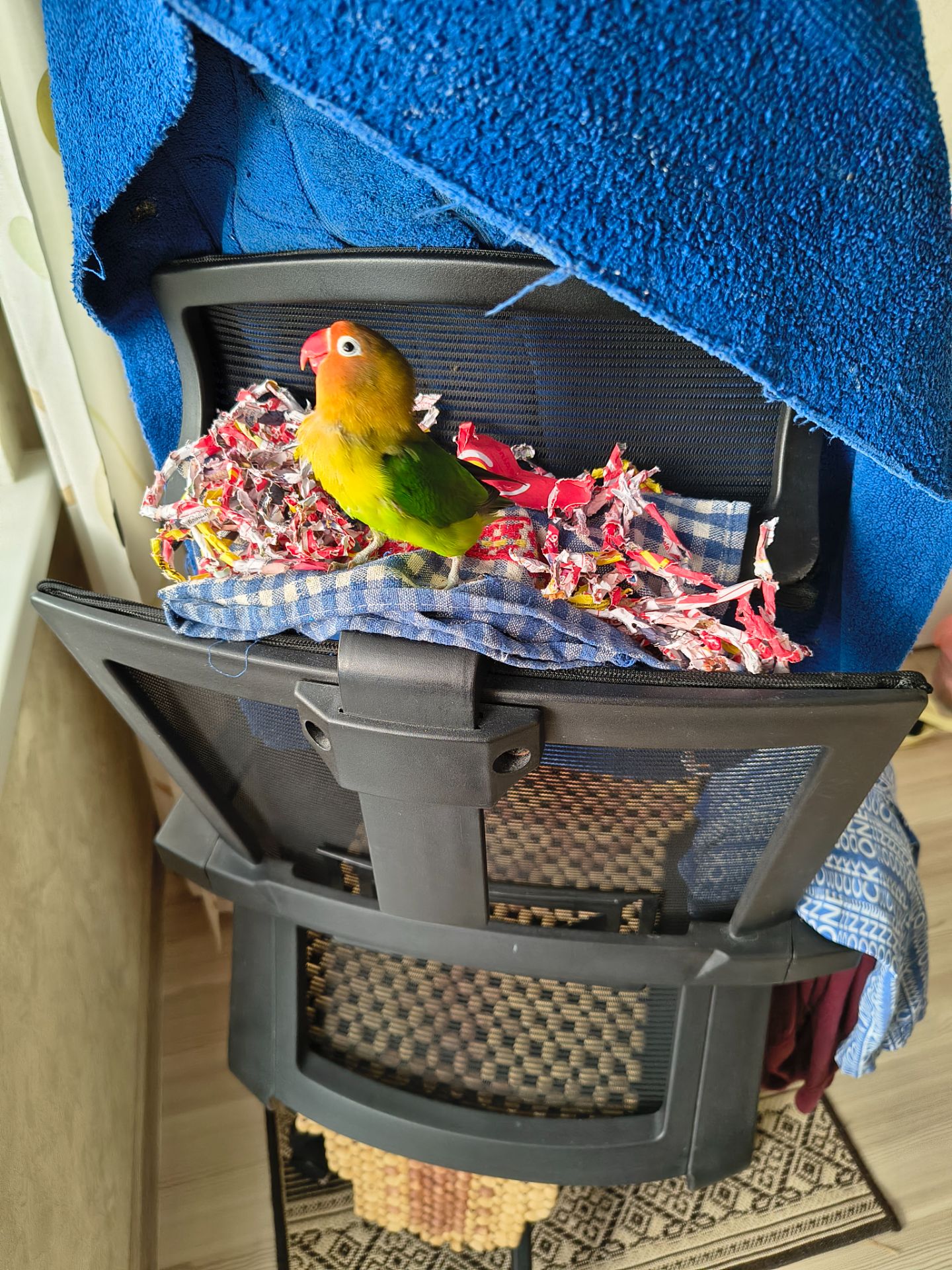 Парочка нерозлучників фішера