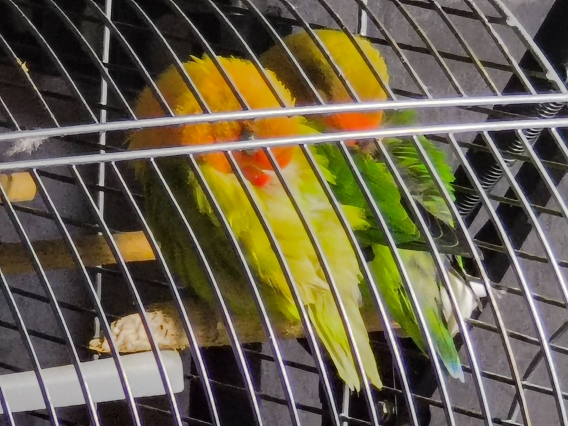 Парочка нерозлучників фішера