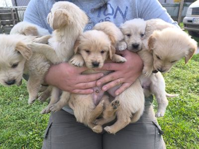 Цуценята золотистий ретривер