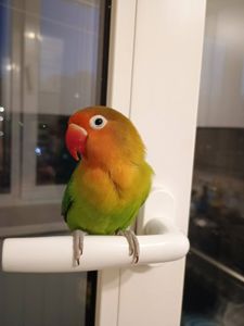 Парочка нерозлучників фішера