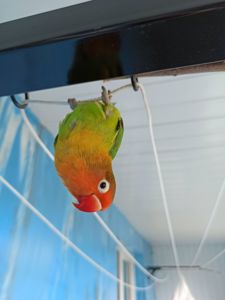 Парочка нерозлучників фішера