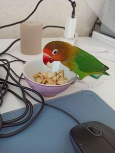 Парочка нерозлучників фішера