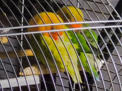 Парочка нерозлучників фішера