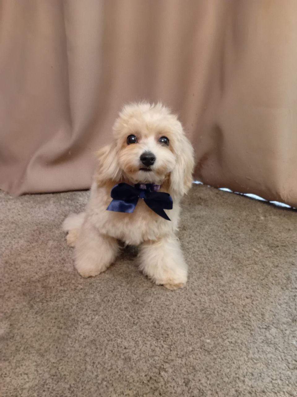 Цуценя мальтіпу