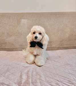 Цуценя мальтіпу