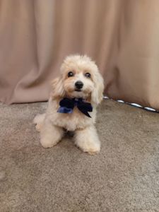 Цуценя мальтіпу