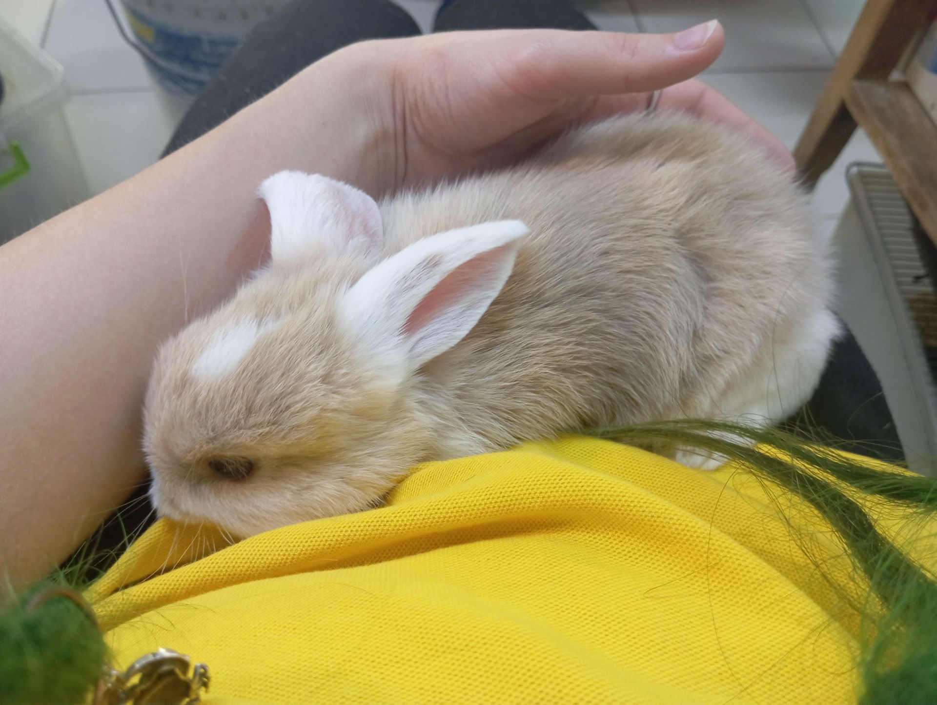 Кролик в добрые руки