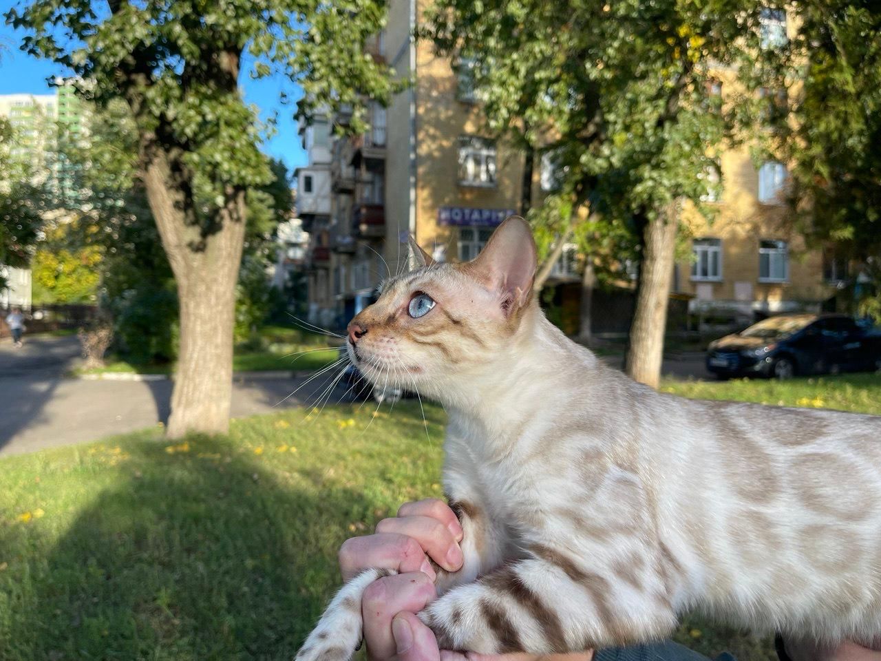 Сніговий Лінкс