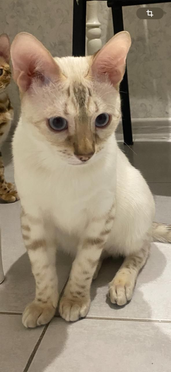 Бенкальський кіт, кошеня