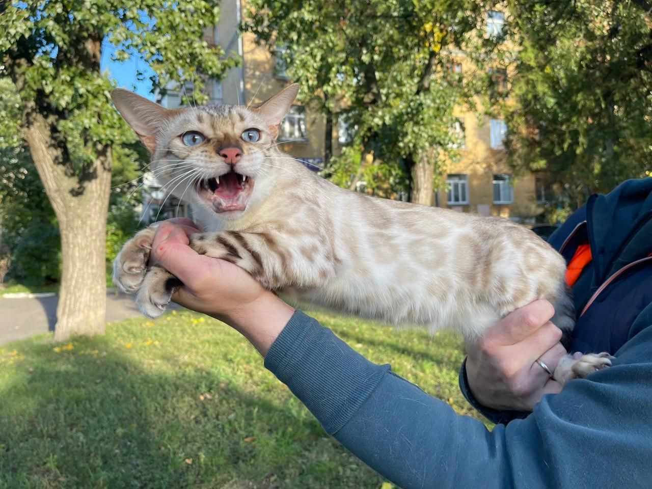 Сніговий Лінкс