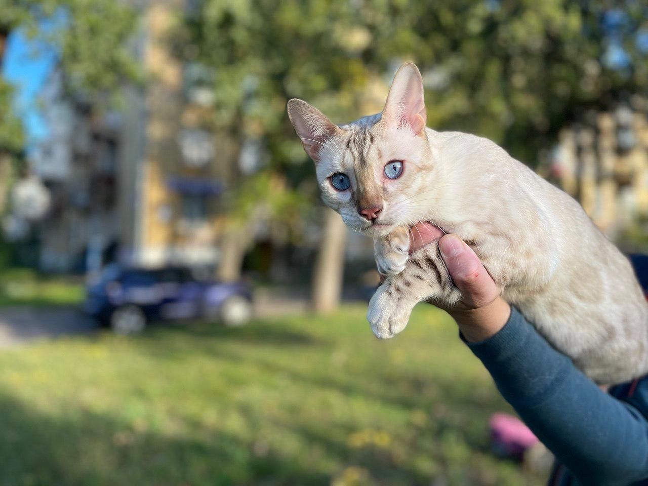 Бенкальський кіт, кошеня