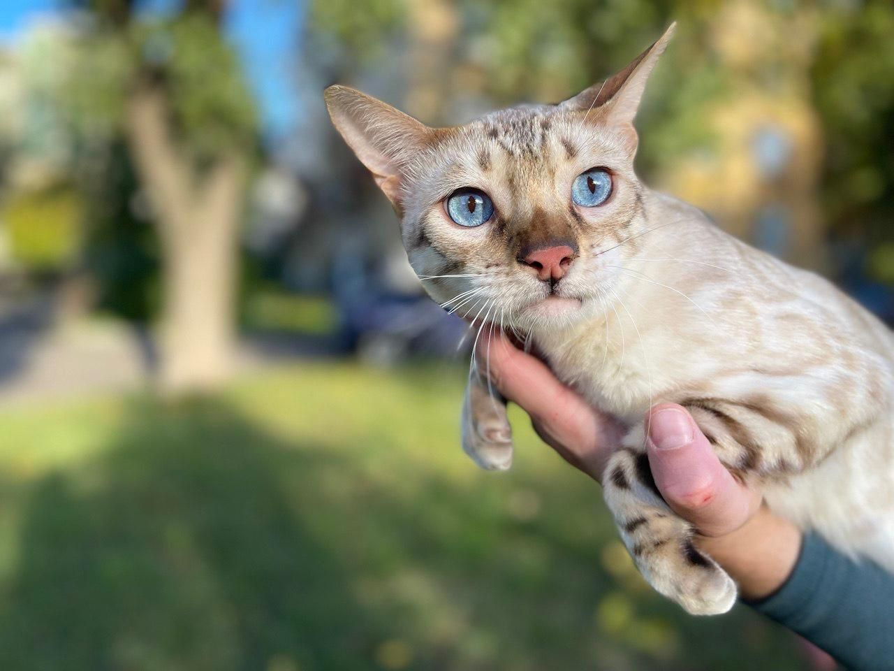 Сніговий Лінкс