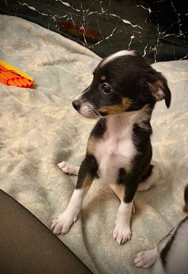 Міні собачки в добрі руки!