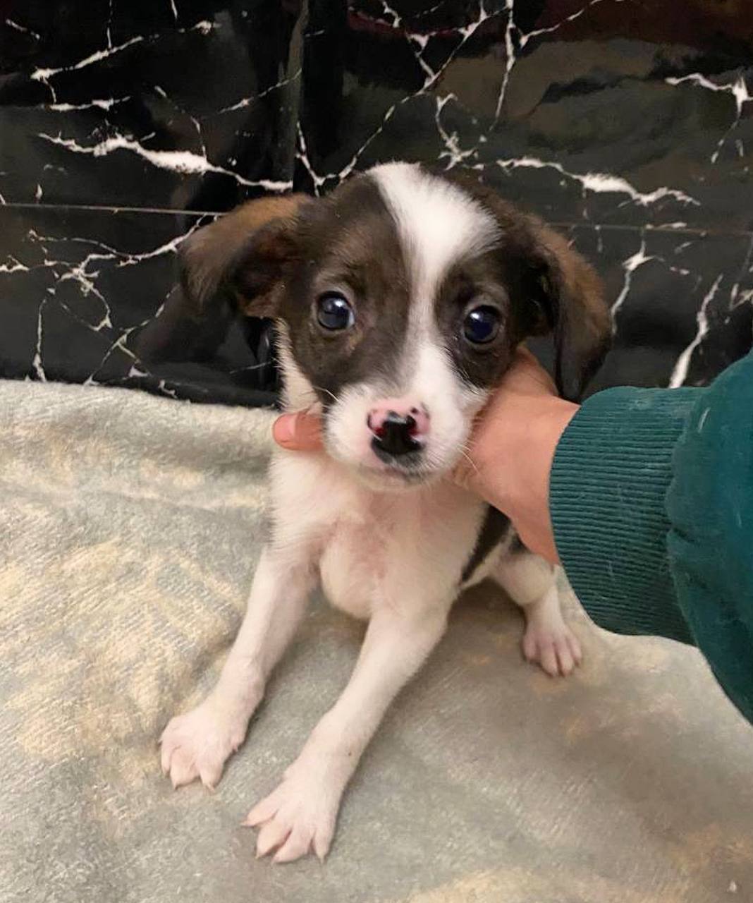 Міні собачки в добрі руки!