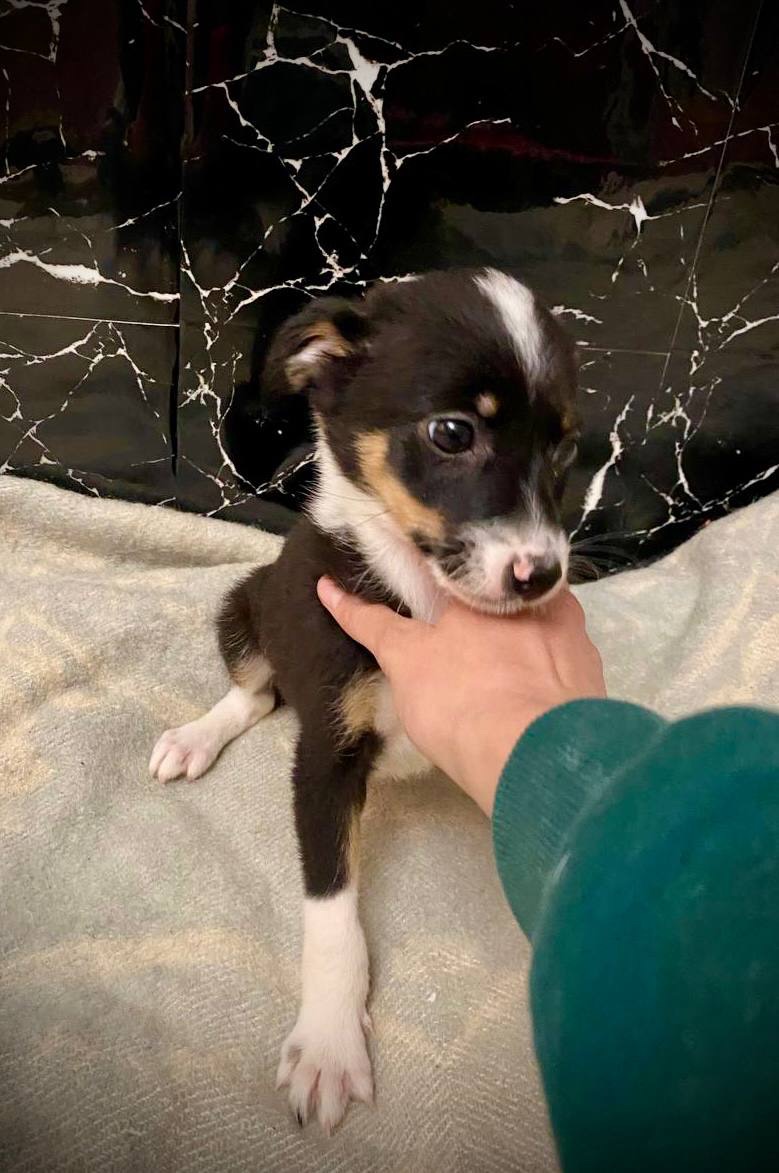 Міні собачки в добрі руки!