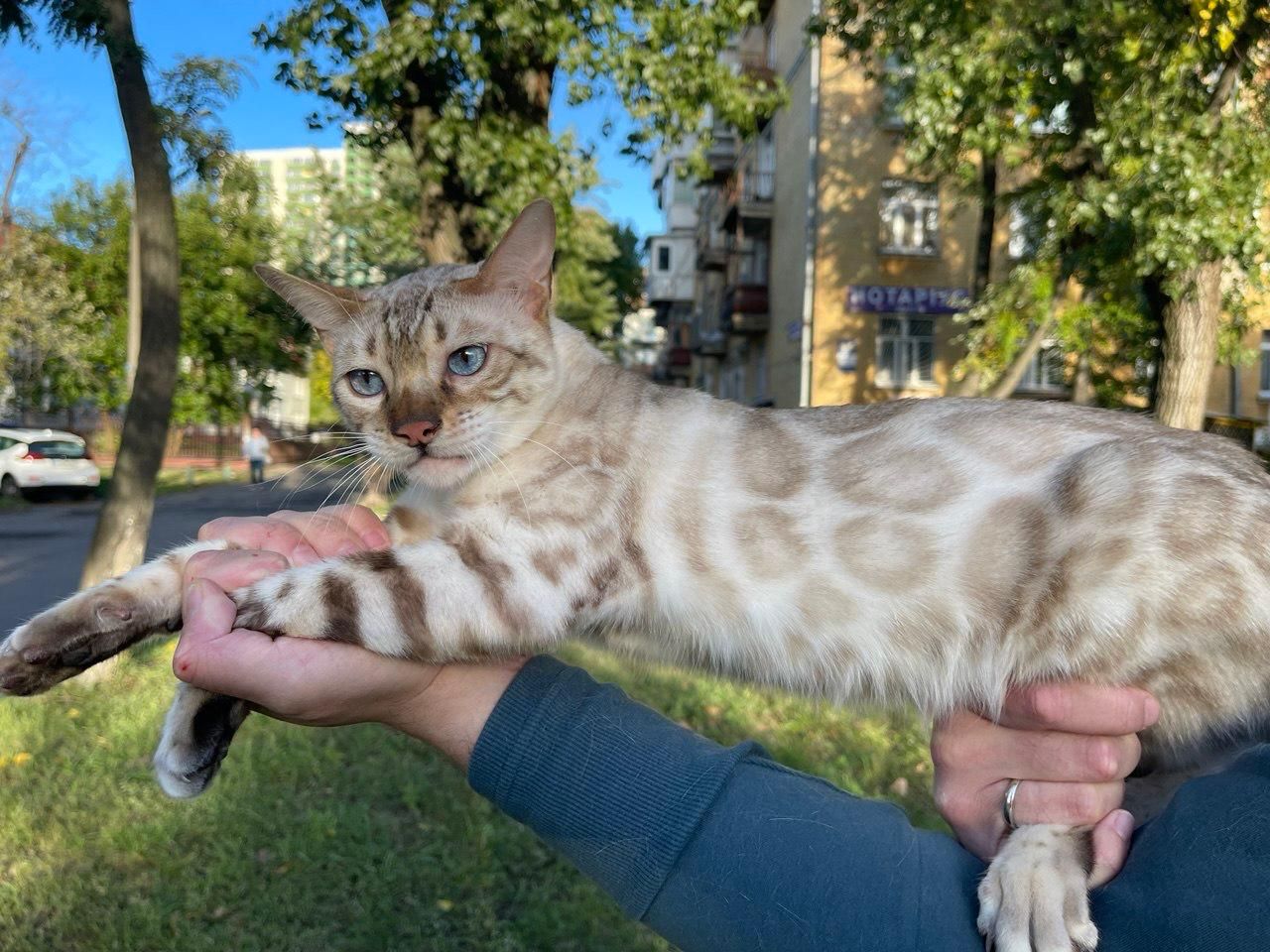 Сніговий Лінкс
