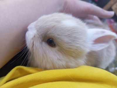 Кролик в добрые руки