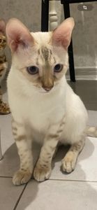 Бенкальський кіт, кошеня