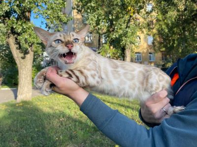 Сніговий Лінкс