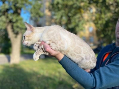 Бенкальський кіт, кошеня
