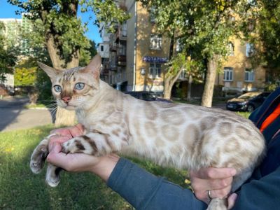 Сніговий Лінкс