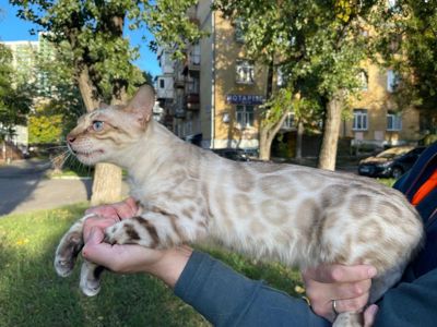 Сніговий Лінкс