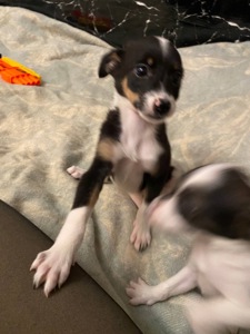 Міні песики в добрі руки!