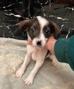 Міні песики в добрі руки!