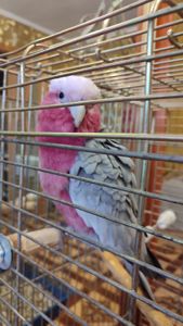 Какаду розовый