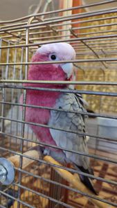 Какаду розовый