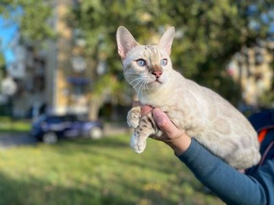 Бенкальський кіт, кошеня