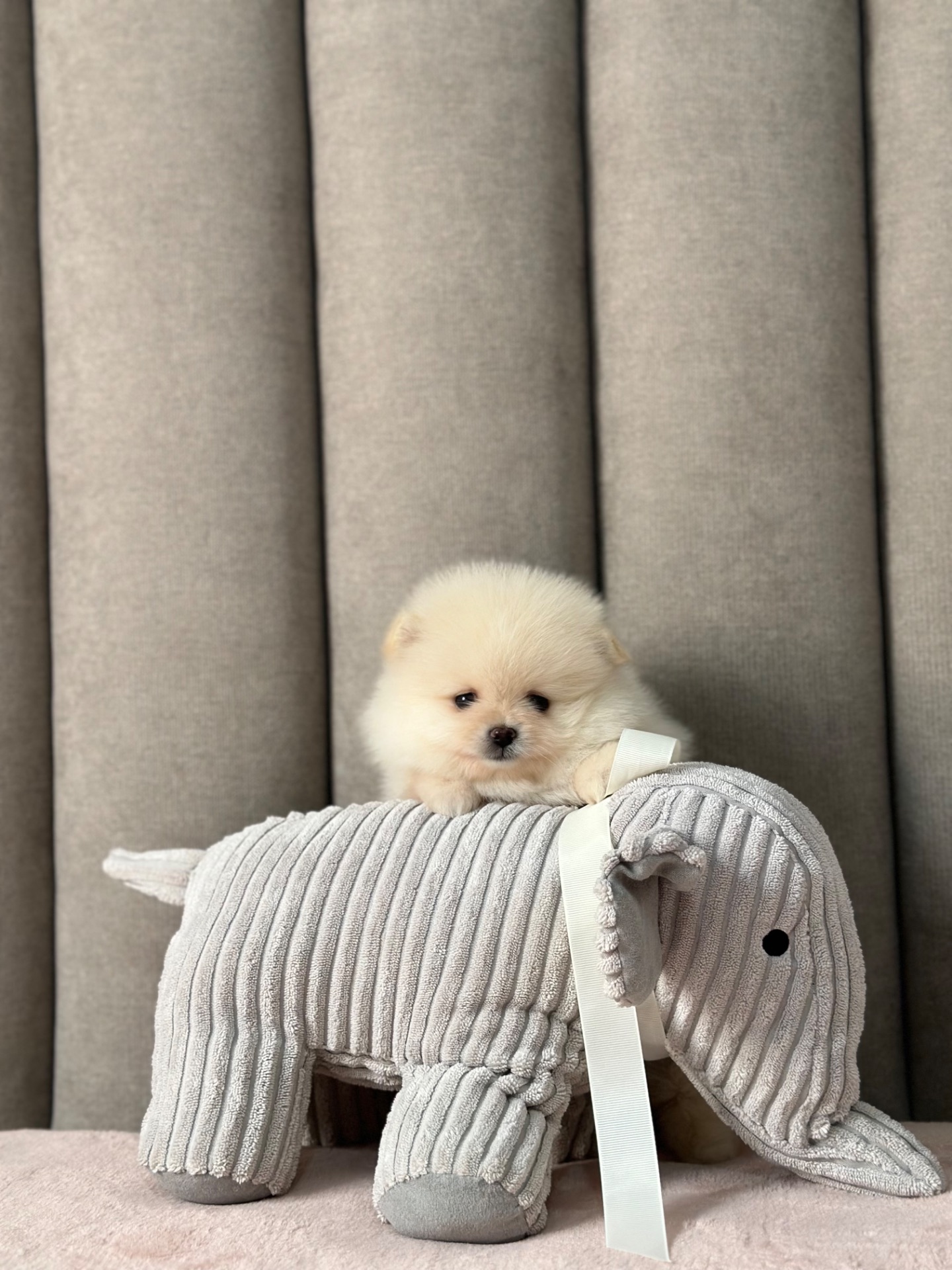 Померанський шпіц хлопчик