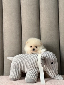 Померанський шпіц хлопчик