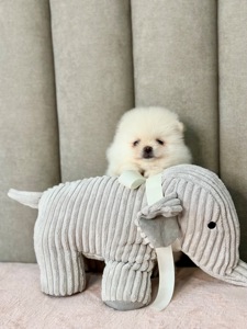 Померанський шпіц хлопчик