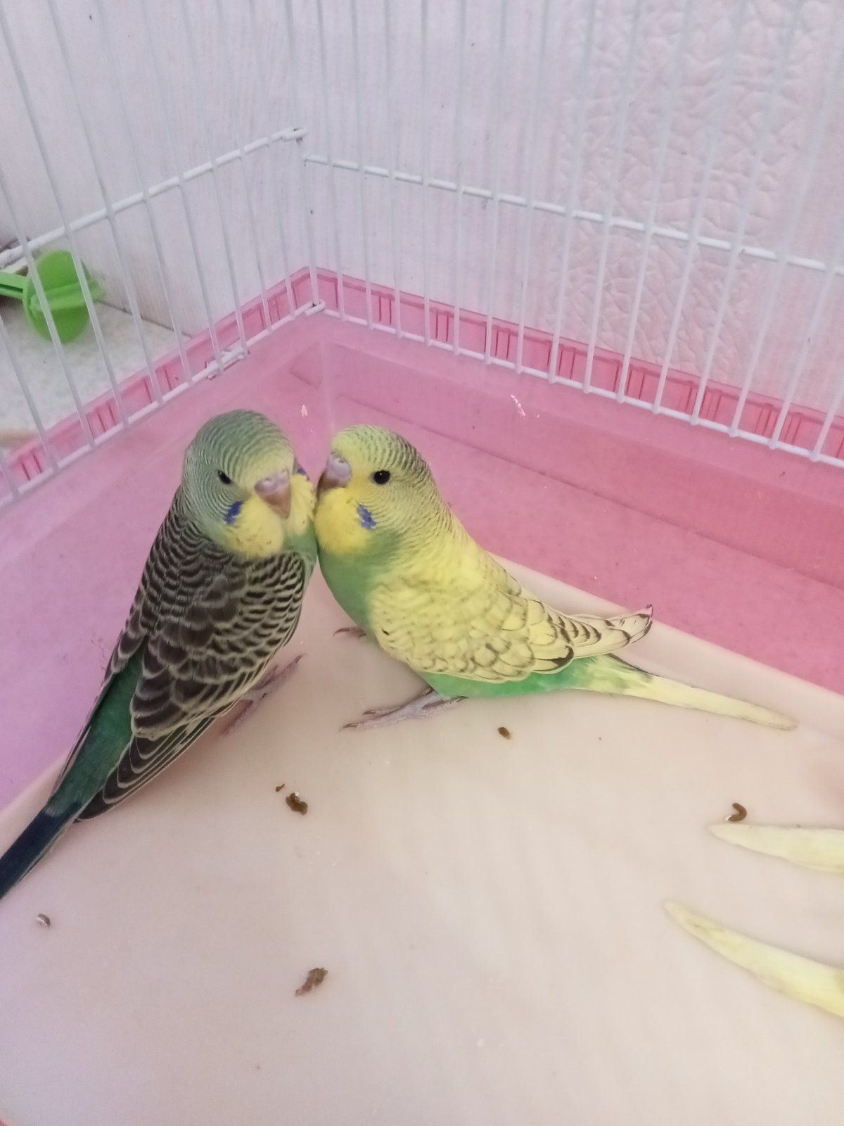 Хвилясті папуги