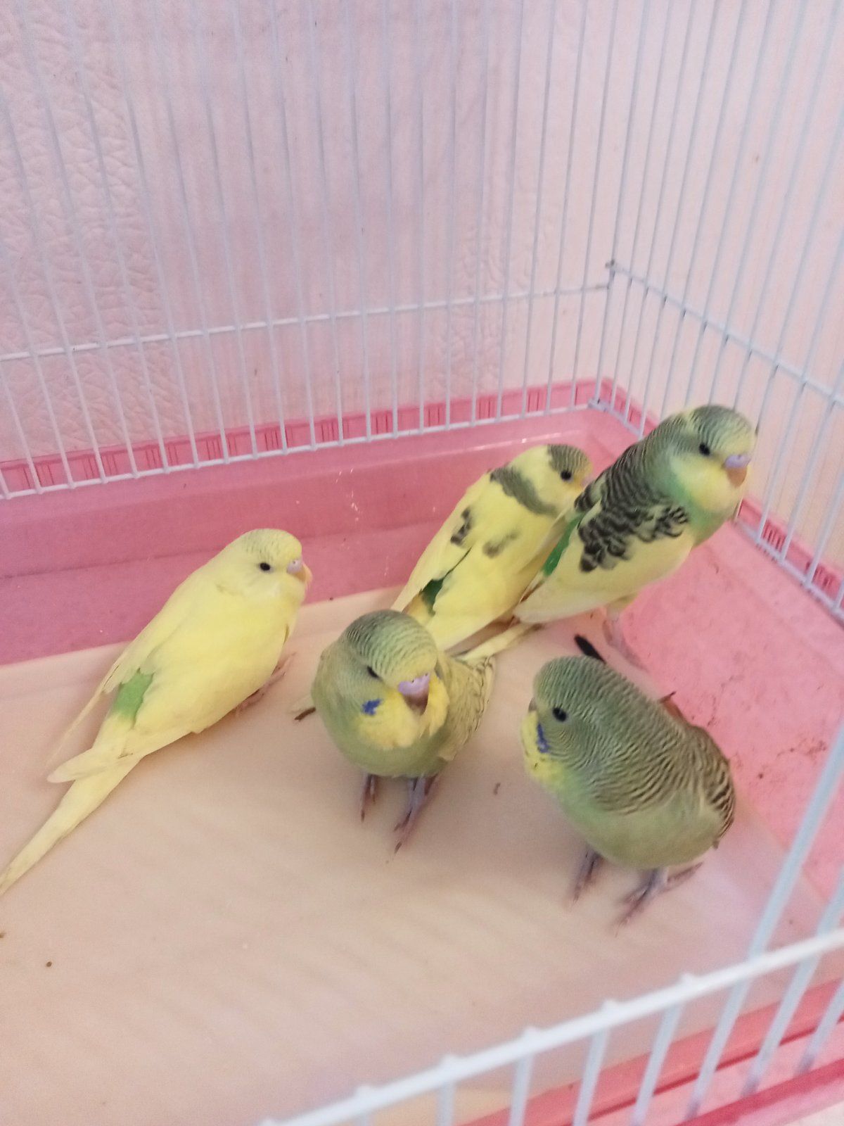 Хвилясті папуги