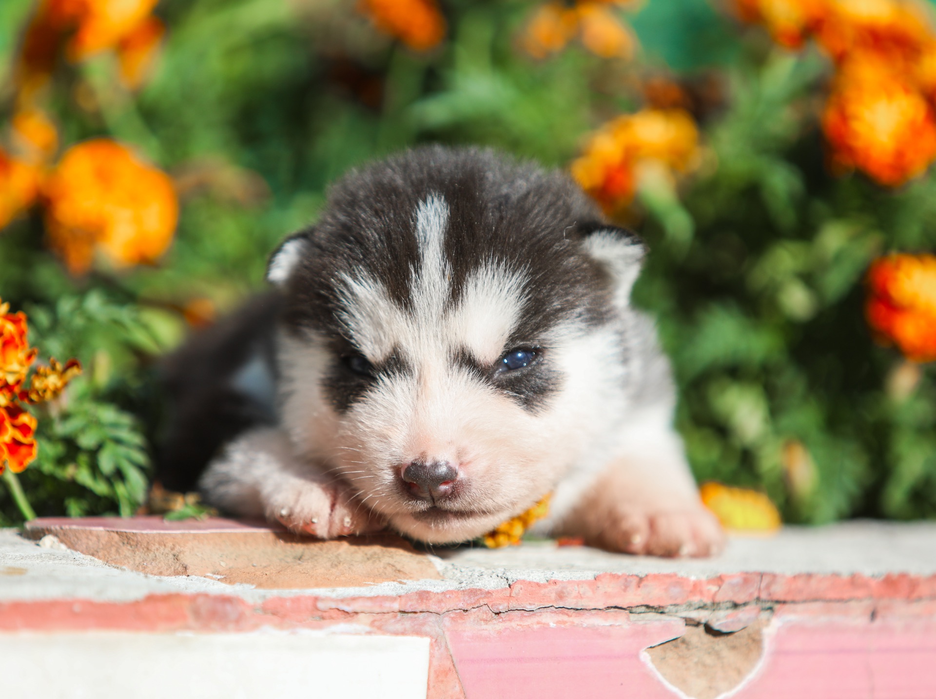 Щенок хаски