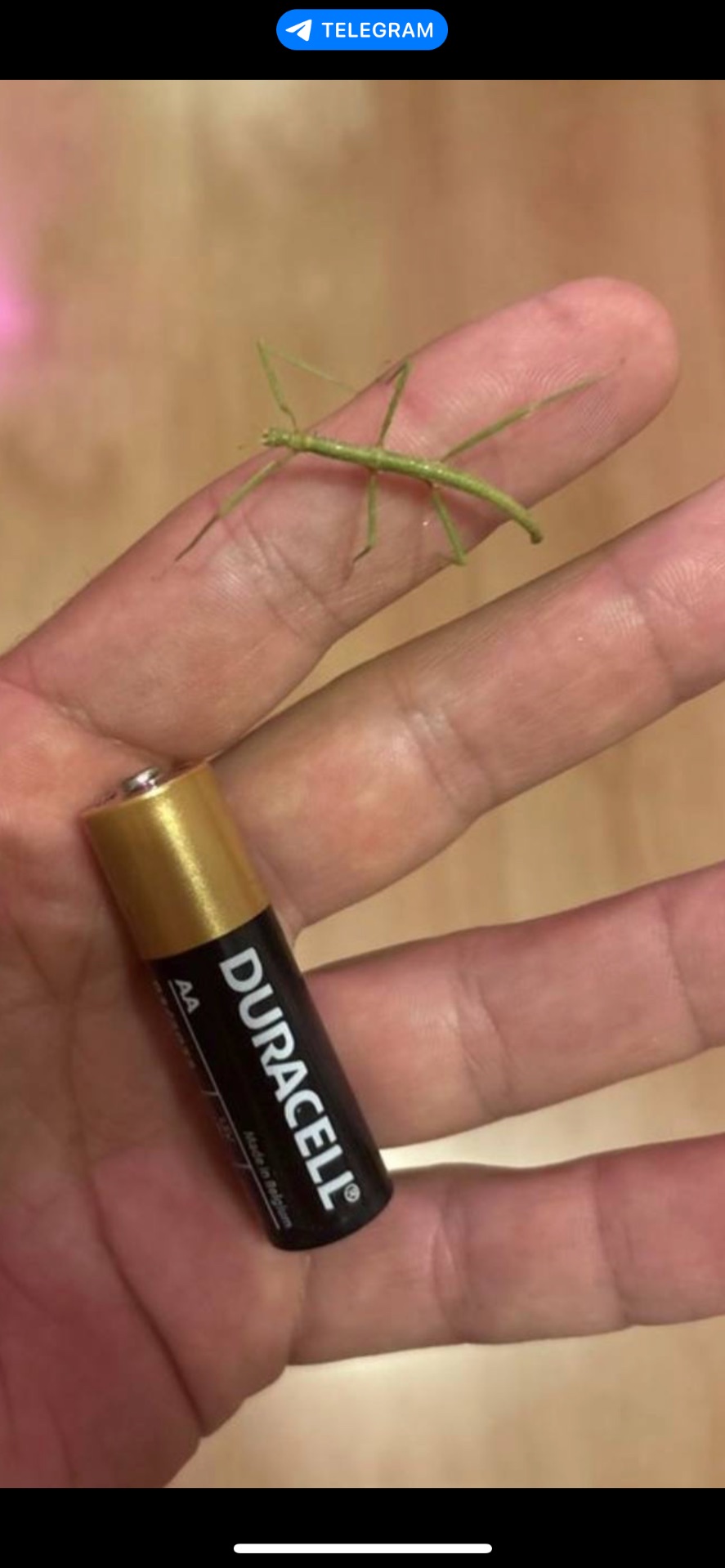 Палочник анамський