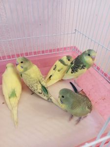 Хвилясті папуги