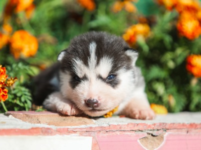 Щенок хаски