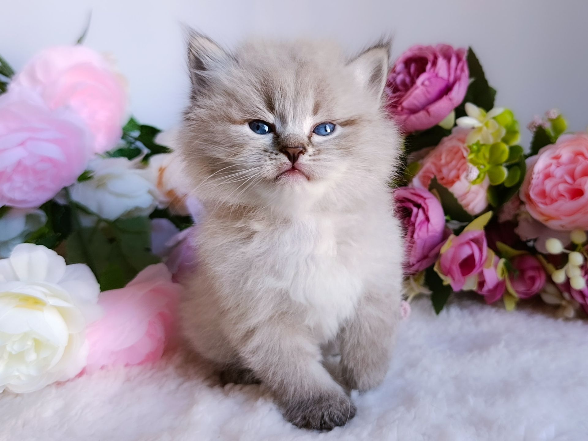 Блакитноокий клубний невський маскарадний хлопчик Benedict