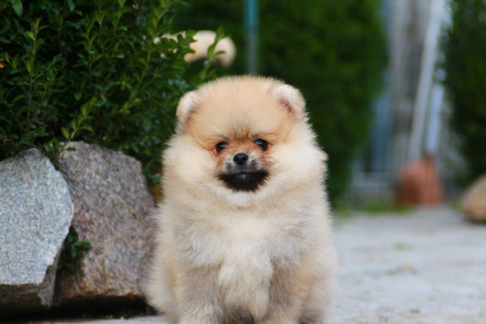 Мальчик Померанский Шпиц