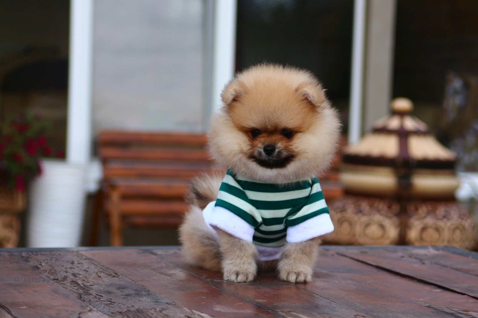 Мальчик Померанский Шпиц