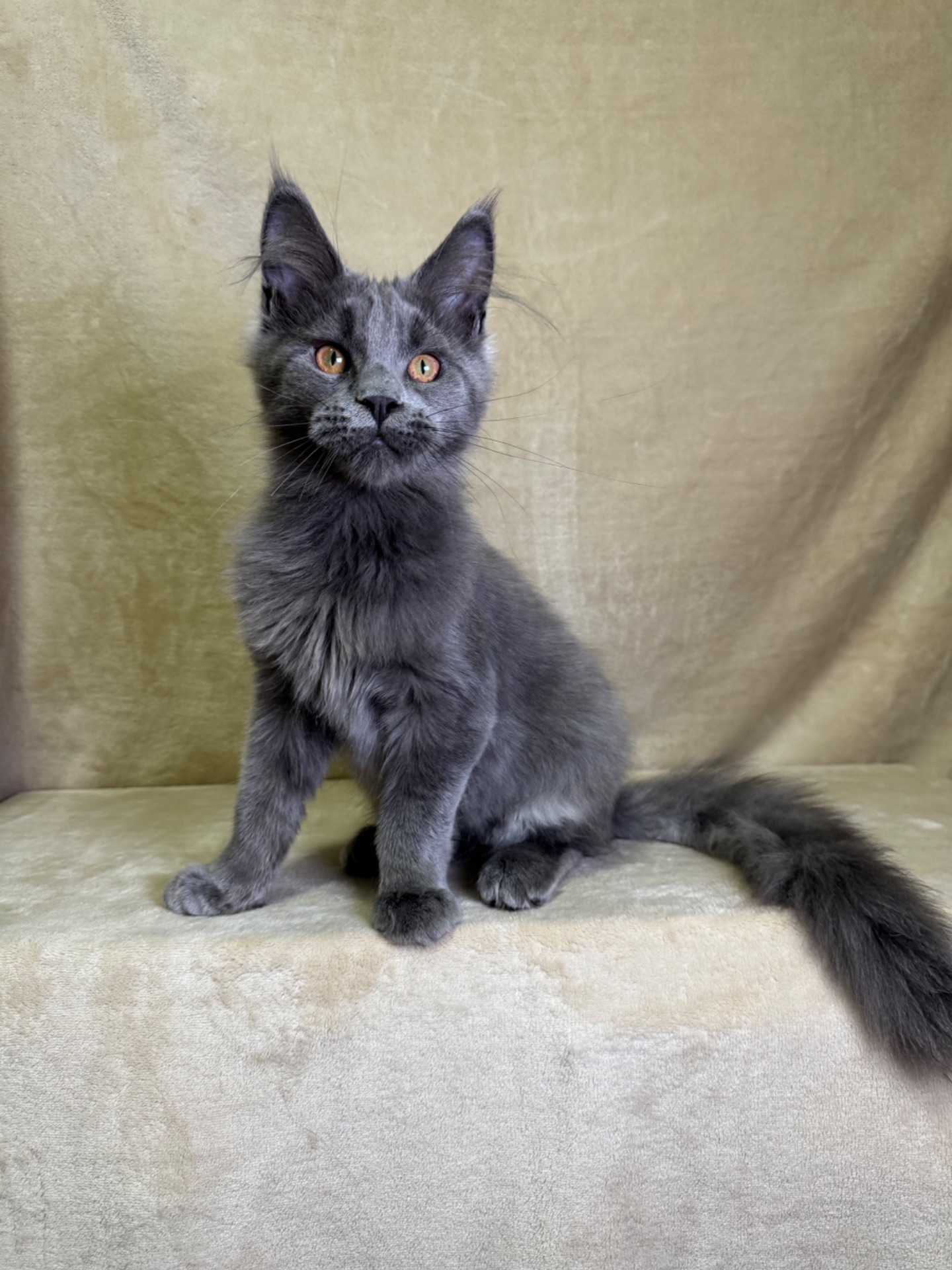 Норма блакитний хлопчик Мейн кун