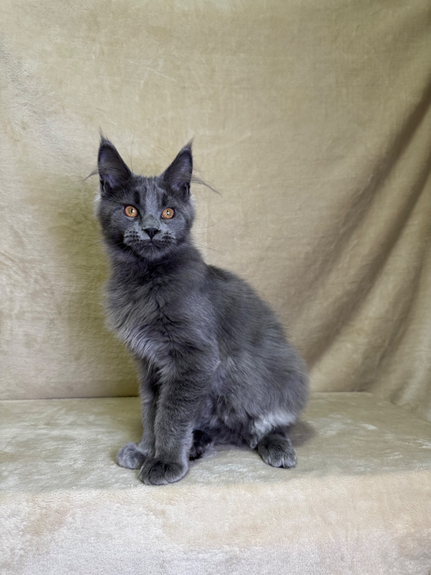 Норма блакитний хлопчик Мейн кун