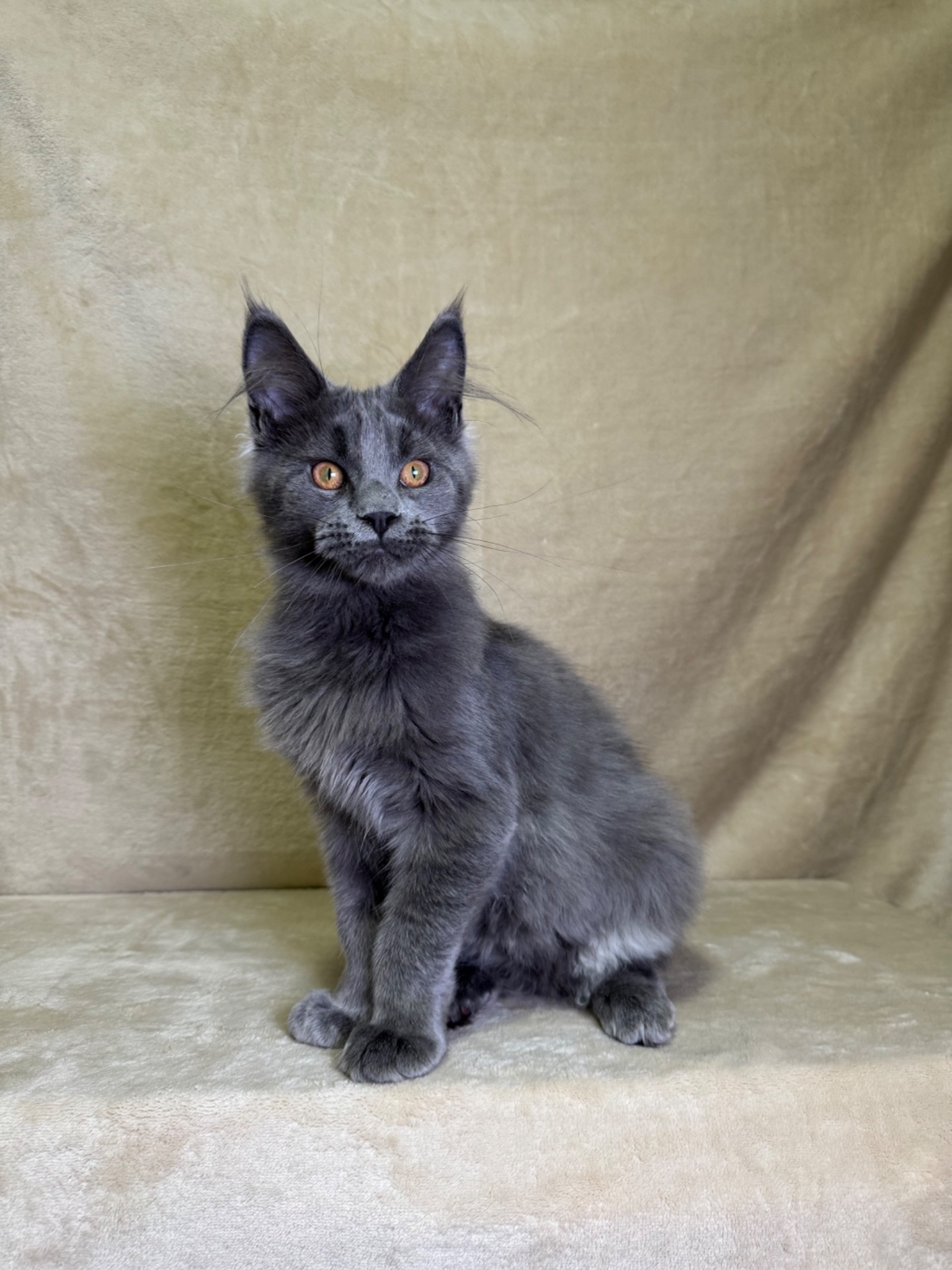 Норма блакитний хлопчик Мейн кун